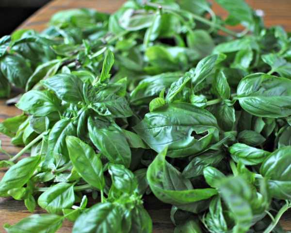 basil overload