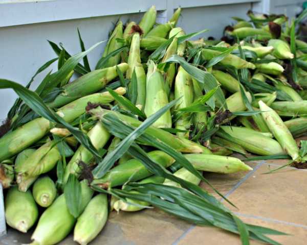 farm fresh corn