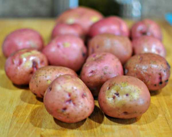 Red potatoes fresh from the garden